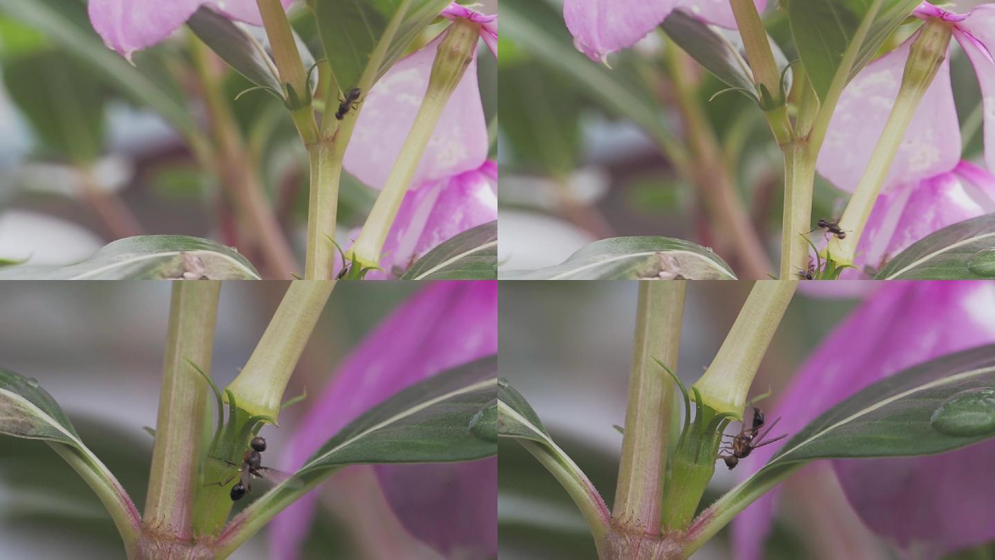 蚂蚁翅蚁在花丛游走