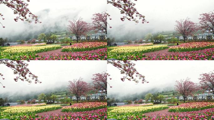 唯美大气艳丽郁金香花园樱花绽放云雾缭绕
