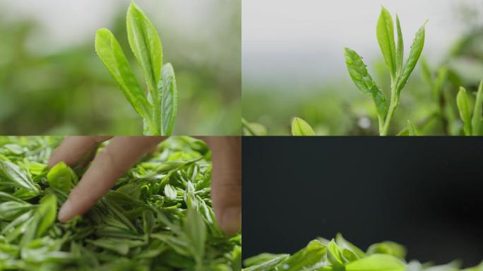 新茶 春茶 茶叶 茶山 绿茶  嫩芽