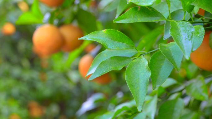 水果林柑橘地实拍