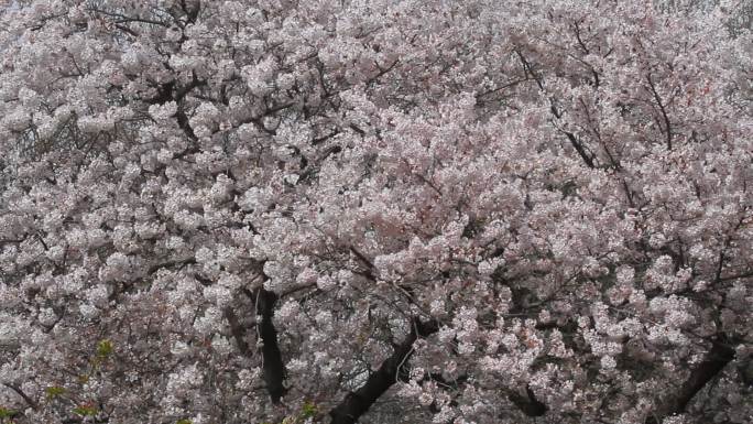 山东济南的春天花开满园