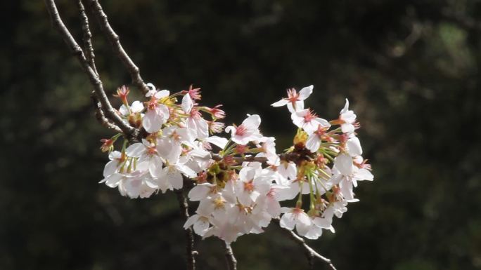 山东济南的百花公园春天樱花花开满园
