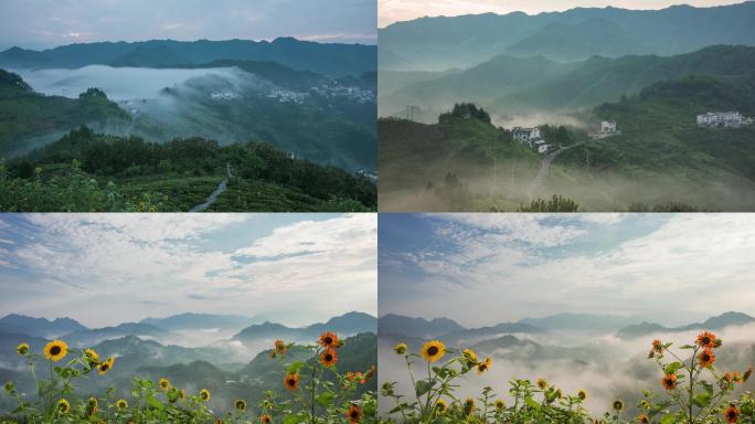 【4k】坡山云海向日葵