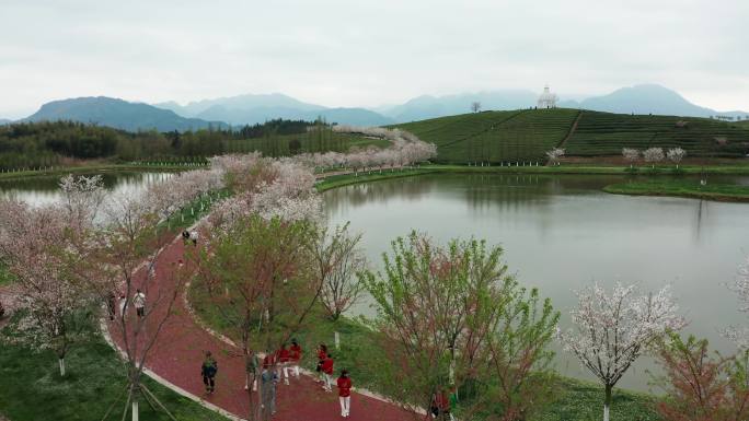 武义花田小镇樱花茶园