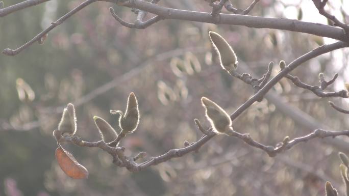 玉兰花洁白纯洁春天的信息含苞待放玉兰花蕾