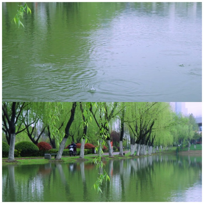 清晨下雨湖边的垂柳
