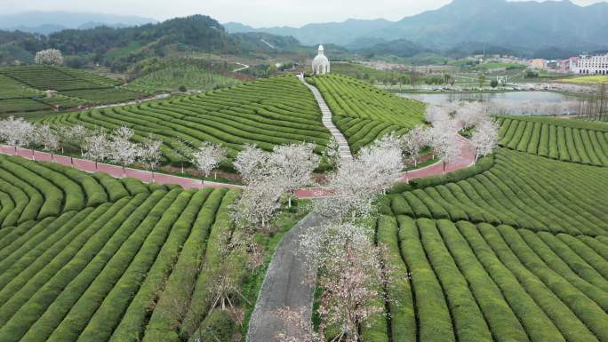 金华武义花田小镇樱花茶园