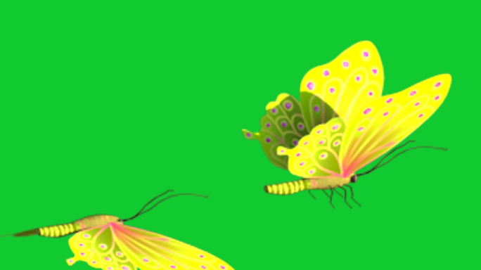 浪漫两只黄色的蝴蝶飞舞视频素材下载