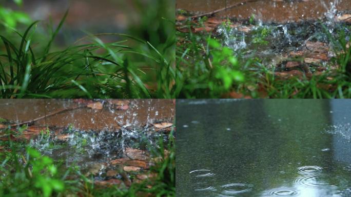 雨天清脆的小草