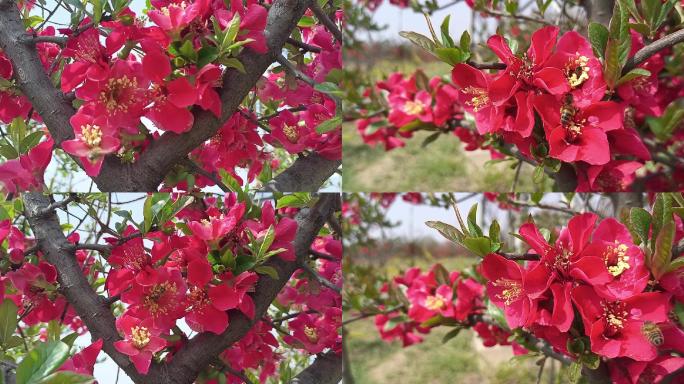 蜜蜂采蜜海棠花