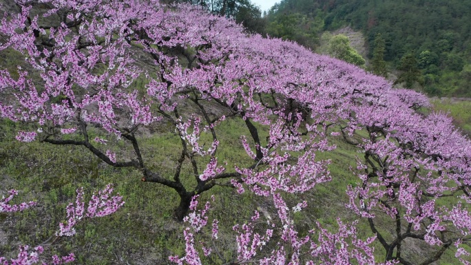 桃园桃花桃林