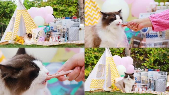 猫食品户外野餐剪辑版视频