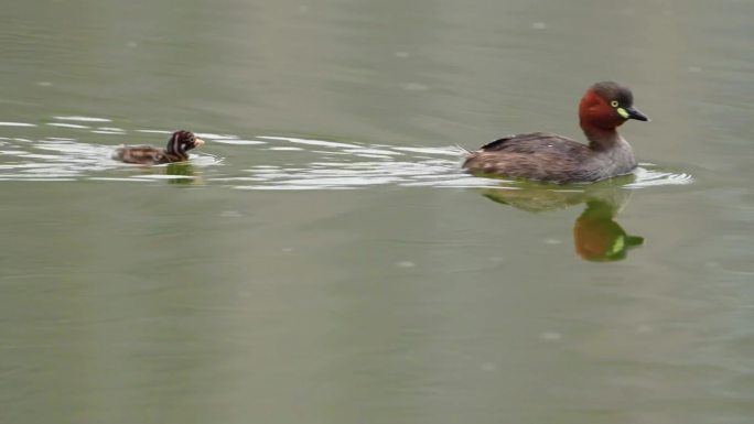 小鷿鷈鸟妈妈驮着小宝宝在荷塘游玩潜水觅食