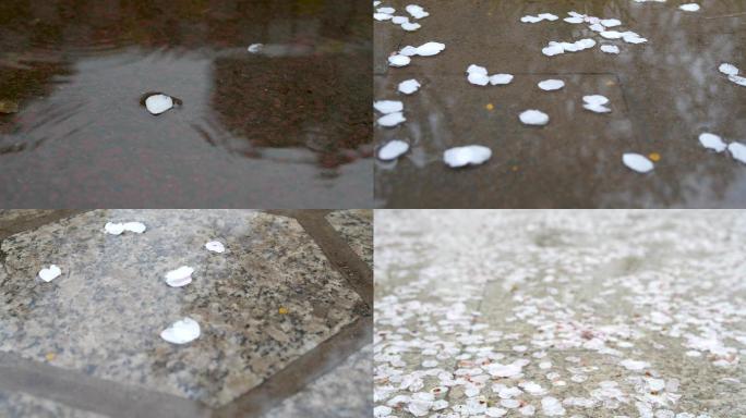 雨后水中樱花花瓣