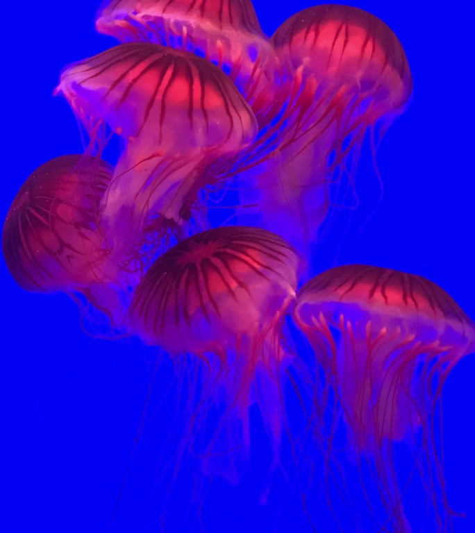 在蓝色海洋中游泳的水母