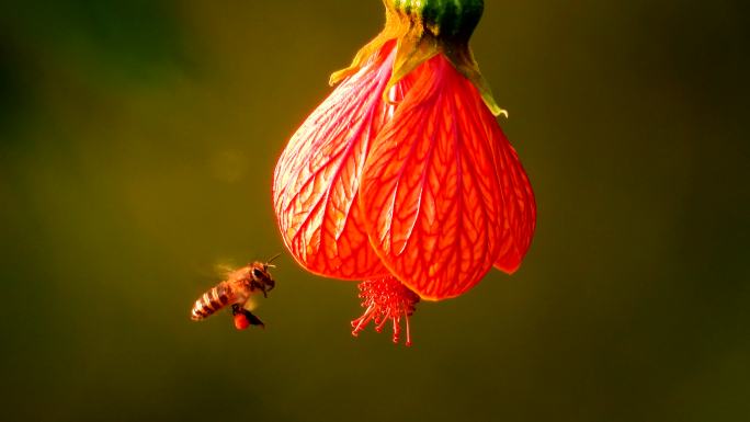 漂亮的灯笼花，蜜蜂飞舞采花蜜
