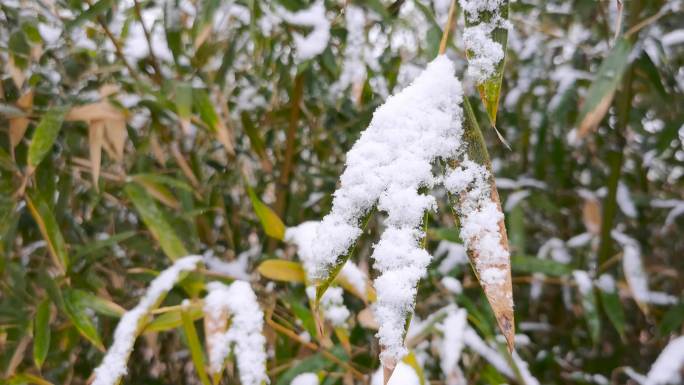 风雪中的竹林