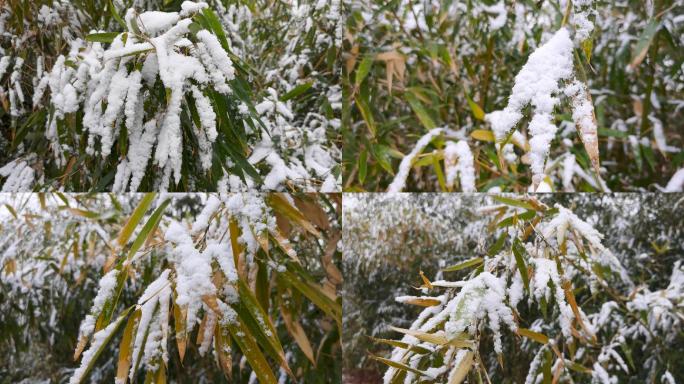 风雪中的竹林