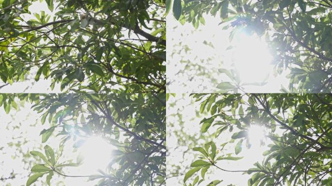 阳光穿过树叶 4K