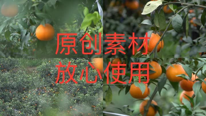【高清原创】爱媛橙子果树