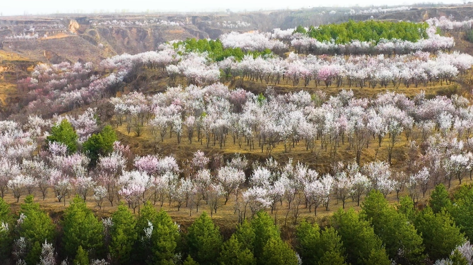 山花