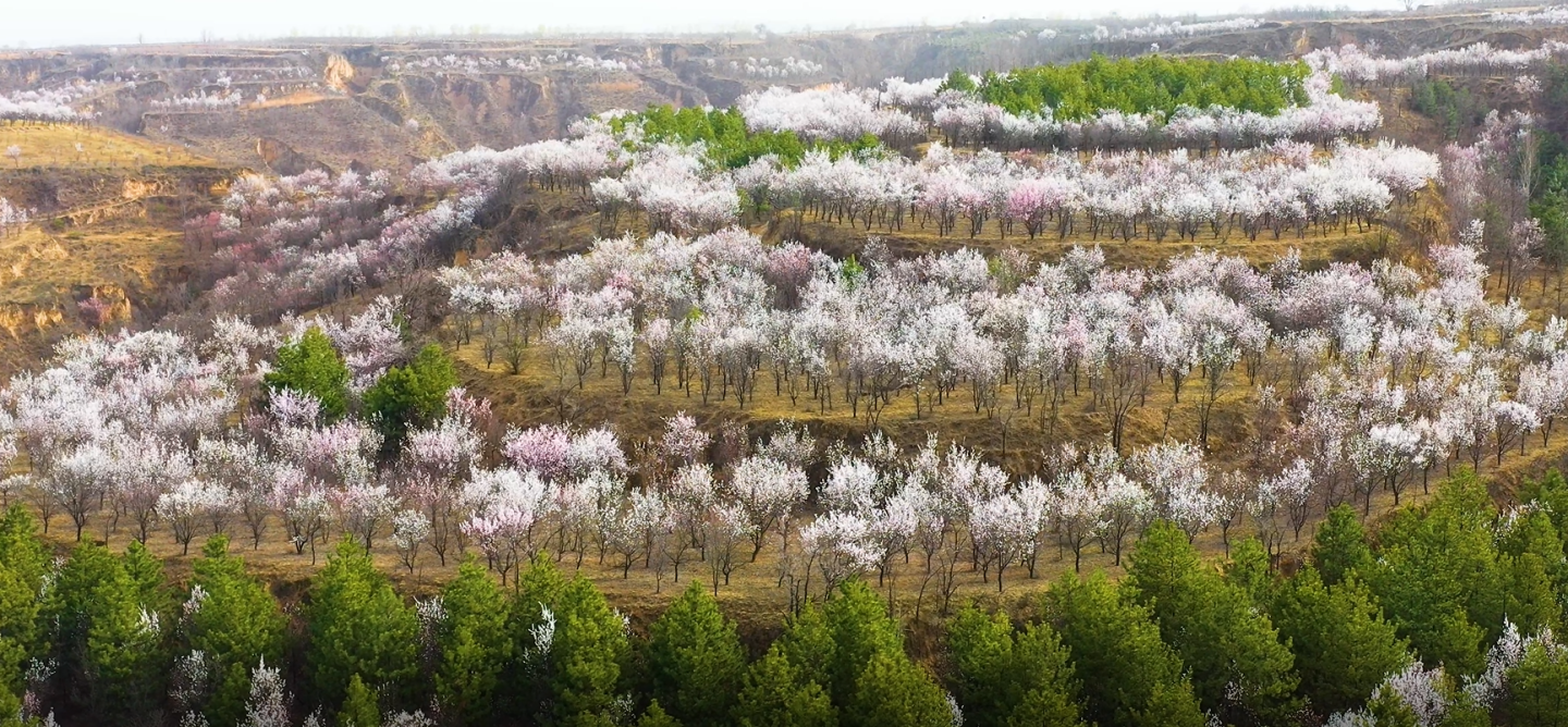 山花