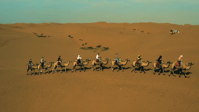 沙漠骆驼旅游项目