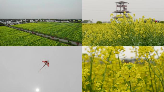 4k苏州同里油菜花航拍及特写