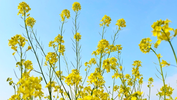 油菜花