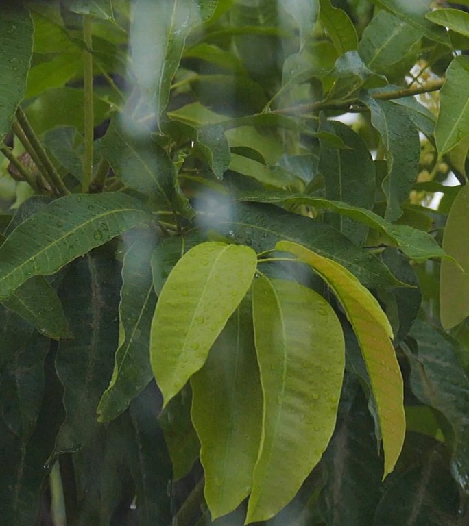 屋檐雨滴唯美意境房檐流水