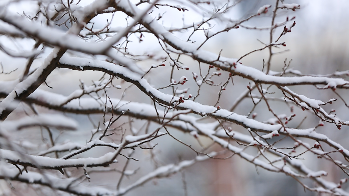 立冬北京雪景下雪红墙腊梅小雪、大雪倒春寒