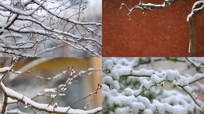 立冬北京雪景下雪红墙腊梅小雪、大雪倒春寒