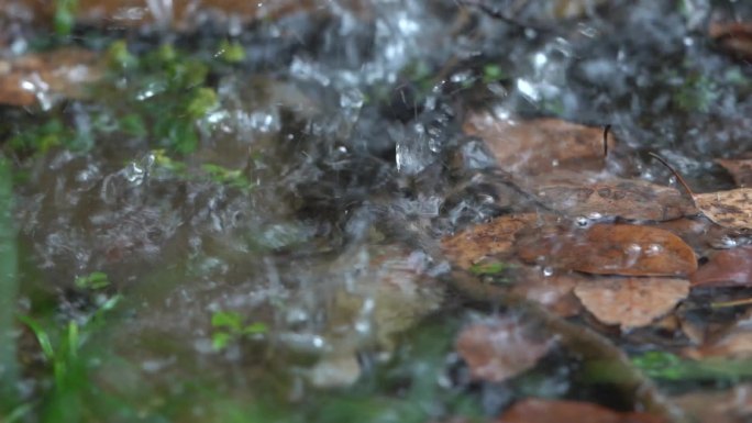 下雨天积水水花