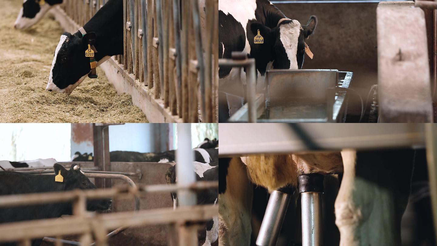 现代化奶牛场养牛挤奶素材