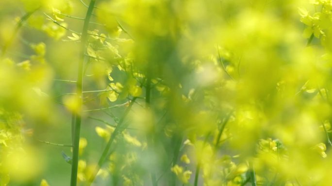 江南春天油菜花升格唯美视频