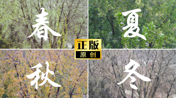 春夏秋冬树叶颜色变化过程树木枝叶一年四季