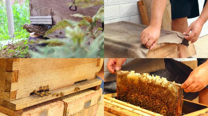 蜜蜂箱，蜂农开箱检查蜜蜂