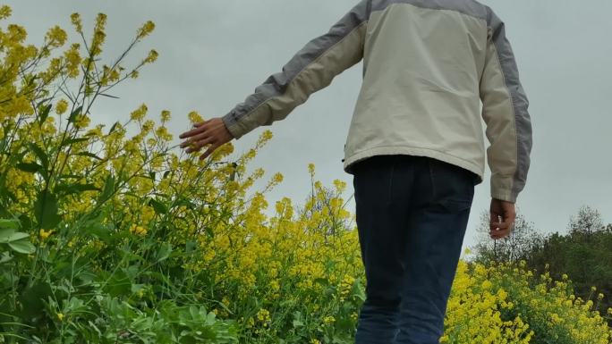 油菜花抚摸油菜花男人背影菜籽花春暖花开