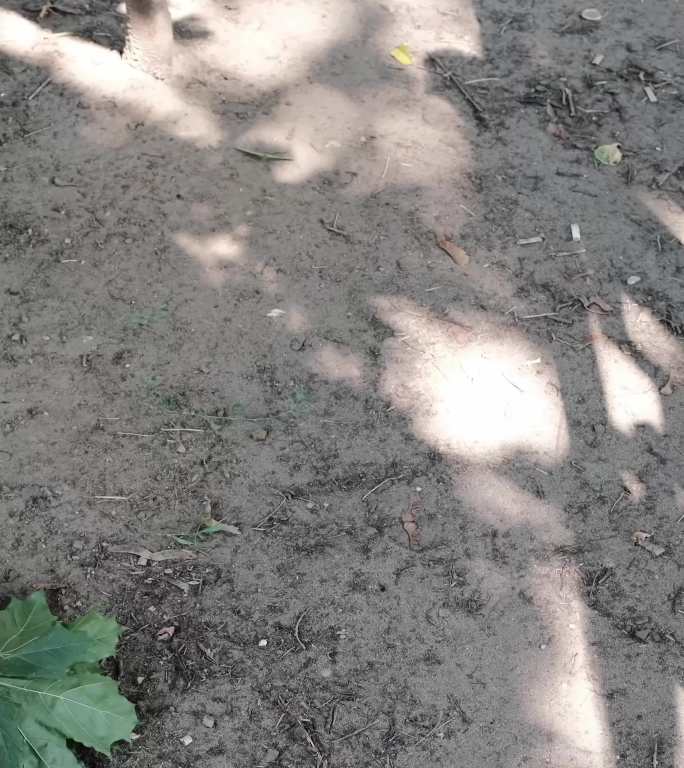 树枝的影子和光点在地上玩耍