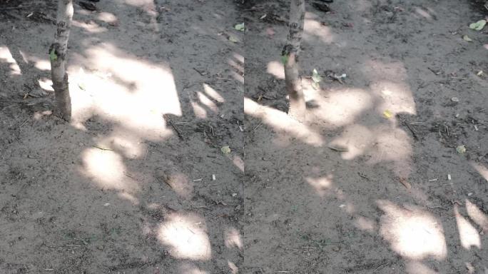 树枝的影子和光点在地上玩耍