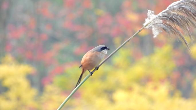 芦苇花上的小鸟，漂亮的棕背伯劳