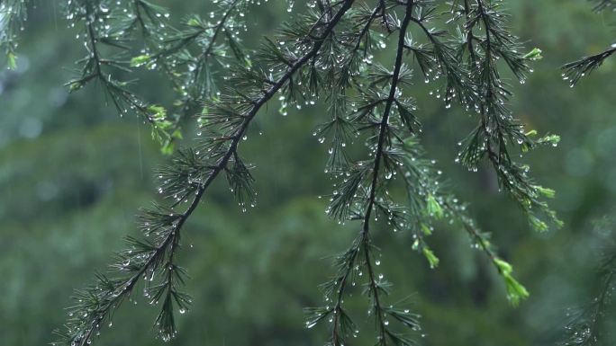 雨水露珠