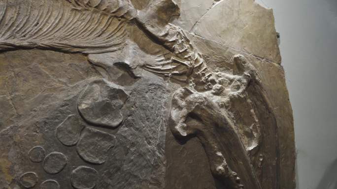史前动物化石