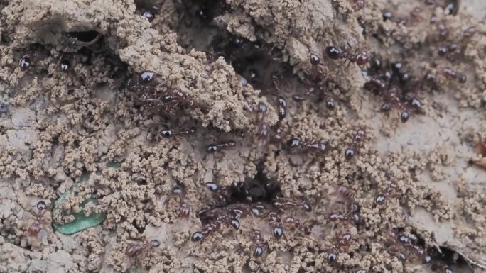 下雨前蚂蚁巢穴