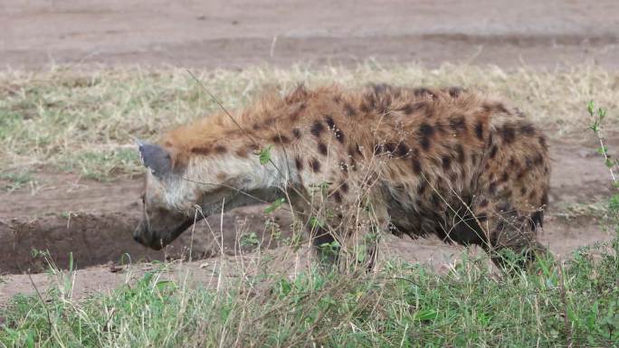 东非动物迁徙 — 鬣狗  4K