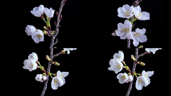 樱花 开花延时 樱花延时