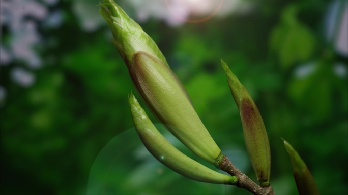 树枝发芽延时摄影