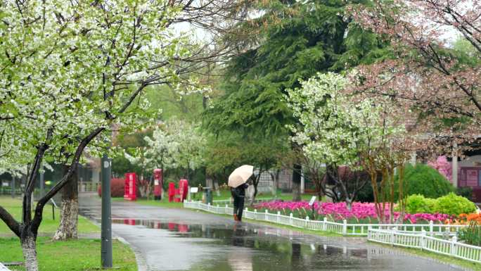 4K春三月南京雨天雨后花草与动物即景升格