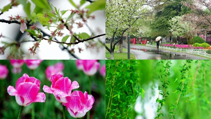 4K春三月南京雨天雨后花草与动物即景升格