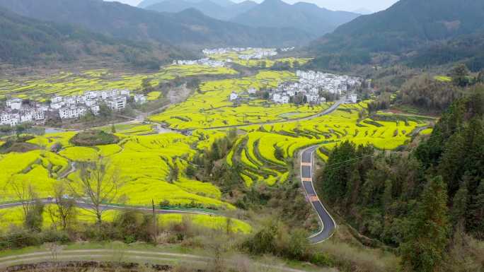 4K航拍中国南方油菜花梯田春季风景